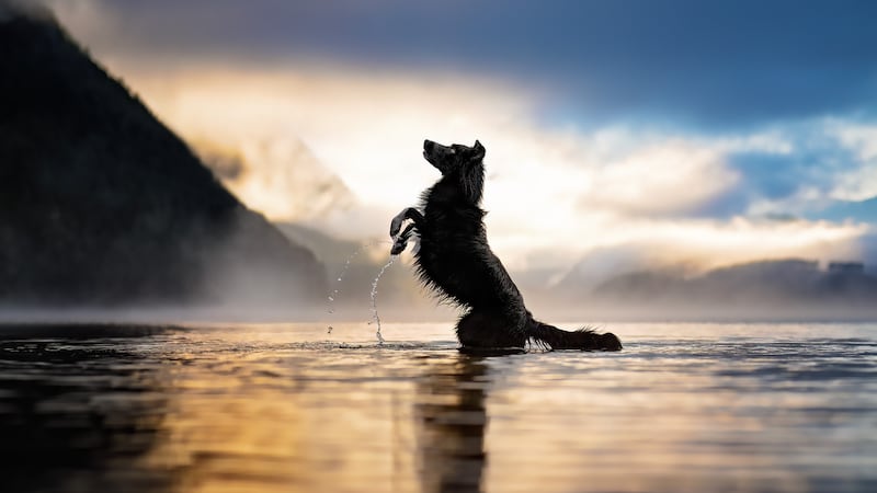 These are the winning shots from the world’s biggest pet photo competition