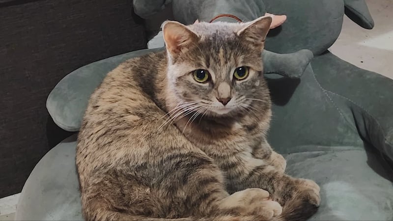 ‘I was stunned’: Owner of slain cat speaks out after charges dropped against Toronto teen