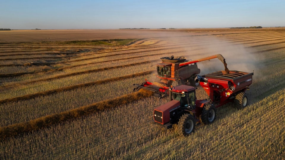 CTV National News: Canadian farmer reacts to China lifting tariffs on canola in new trade deal