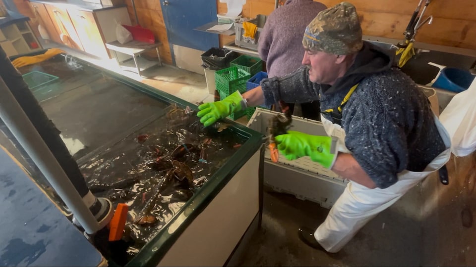 Seafood industry ‘highly optimistic’ but cautious after tariffs deal on Canadian lobster and crab