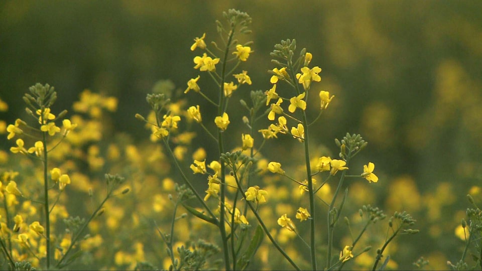 Canola Growers Association president reacts to China cutting duties to 15 per cent